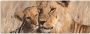 Artland Kapstok Grote leeuwenbroeder - Thumbnail 2