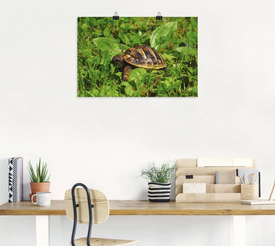 Artland Poster Griekse landschildpad baby als artprint van aluminium artprint op linnen muursticker of poster in verschillende maten