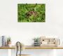 Artland Poster Griekse landschildpad baby als artprint van aluminium artprint op linnen muursticker of poster in verschillende maten - Thumbnail 2