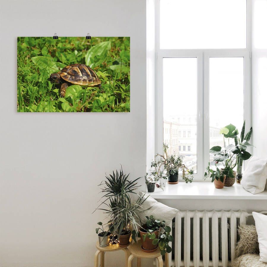 Artland Poster Griekse landschildpad baby als artprint van aluminium artprint op linnen muursticker of poster in verschillende maten