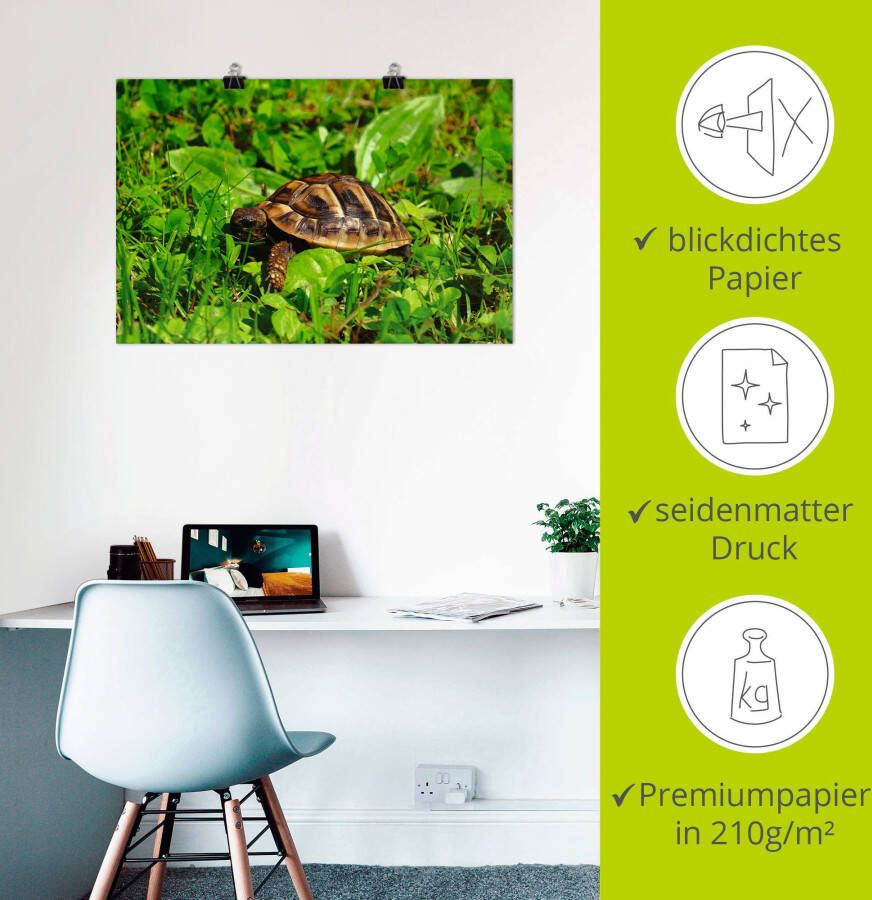 Artland Poster Griekse landschildpad baby als artprint van aluminium artprint op linnen muursticker of poster in verschillende maten