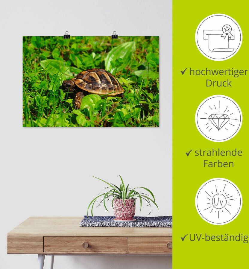 Artland Poster Griekse landschildpad baby als artprint van aluminium artprint op linnen muursticker of poster in verschillende maten