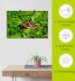 Artland Poster Griekse landschildpad baby als artprint van aluminium artprint op linnen muursticker of poster in verschillende maten - Thumbnail 5