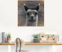 Artland Print op glas Alpaca blik in verschillende maten - Thumbnail 2