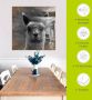 Artland Print op glas Alpaca blik in verschillende maten - Thumbnail 6