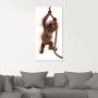 Artland Print op glas Baby Sumatra orang oetan hangt aan het touw - Thumbnail 3