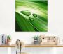 Artland Print op glas Close-up van een groen plantenblad - Thumbnail 3