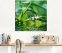 Artland Print op glas Groene achtergrond met gras - Thumbnail 3