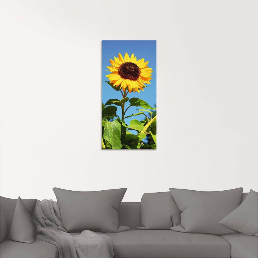 Artland Print op glas Grote zonnebloem in verschillende maten - Foto 3