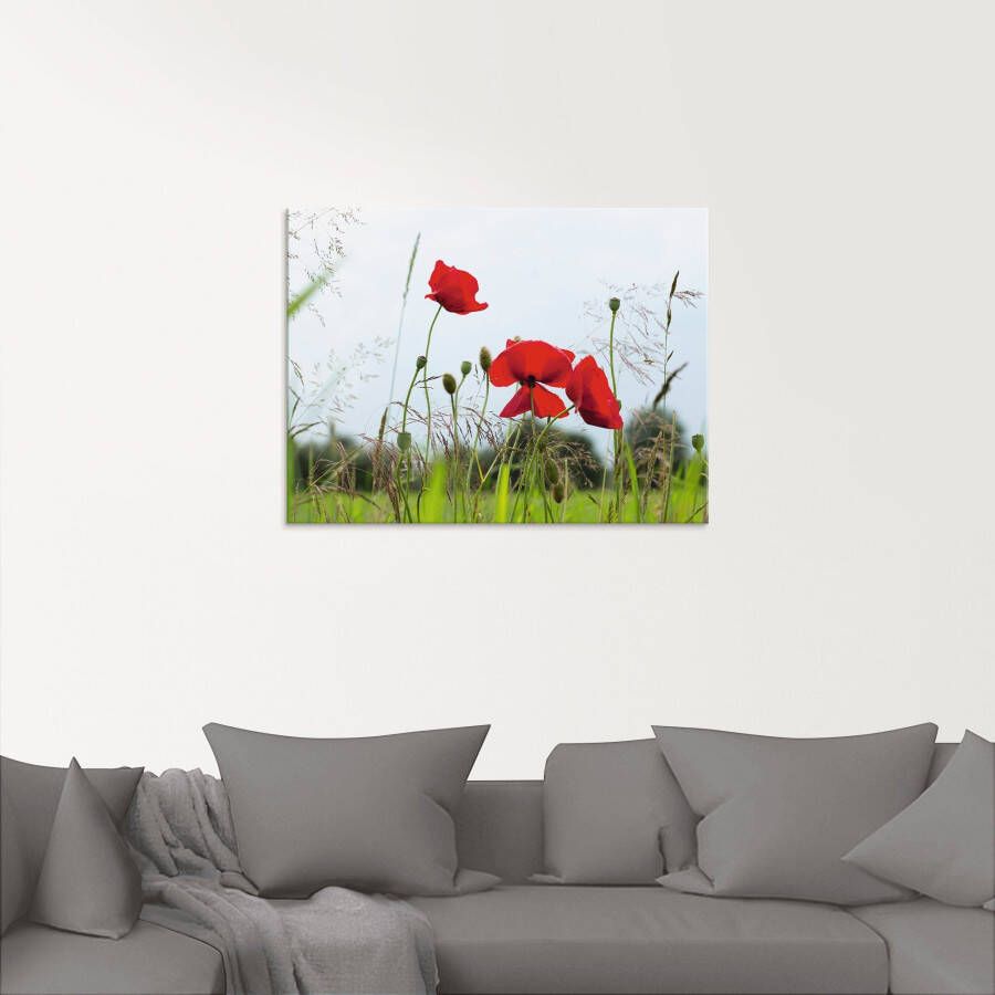 Artland Print op glas Klaprozen I in verschillende maten