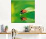 Artland Print op glas Lieveheersbeestje op een blad - Thumbnail 3