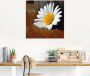 Artland Print op glas Margrieten stilleven in verschillende maten - Thumbnail 3