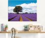 Artland Print op glas Mooi lavendelveld in de zomer - Thumbnail 2