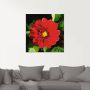 Artland Print op glas Rode dahlia in verschillende maten - Thumbnail 2