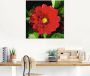 Artland Print op glas Rode dahlia in verschillende maten - Thumbnail 3