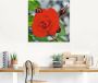Artland Print op glas Rode roos met knoppen in verschillende maten - Thumbnail 3