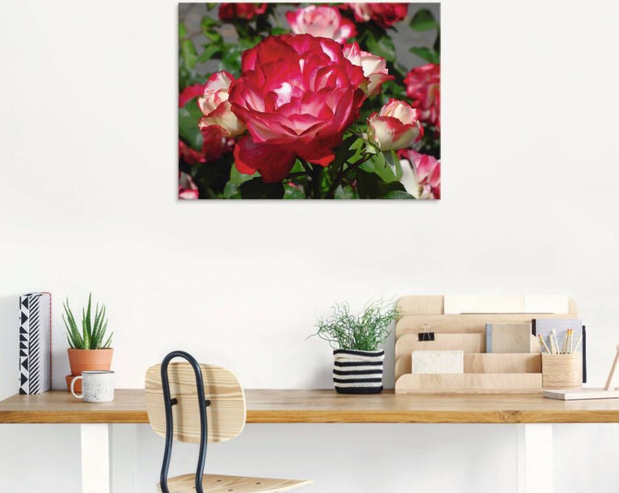 Artland Print op glas Rood witte roos in verschillende maten