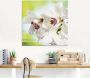 Artland Print op glas Witte orchidee in verschillende maten - Thumbnail 2