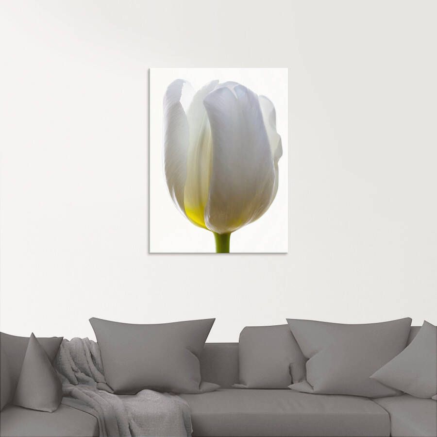 Artland Print op glas Witte tulp in verschillende maten