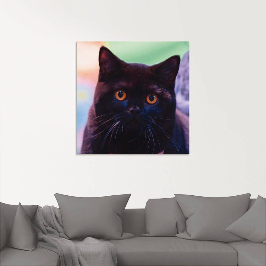 Artland Print op glas Zwarte Britse korthaar kat