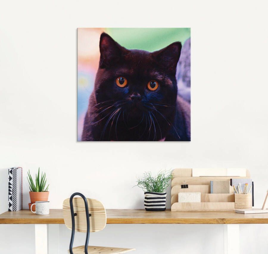 Artland Print op glas Zwarte Britse korthaar kat