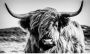 Bönninghoff Artprint op linnen Schotse hooglander (1 stuk) - Thumbnail 6