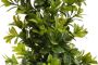 Botanic-Haus Kunst-potplanten Buxus in pot (1 stuk) - Thumbnail 2