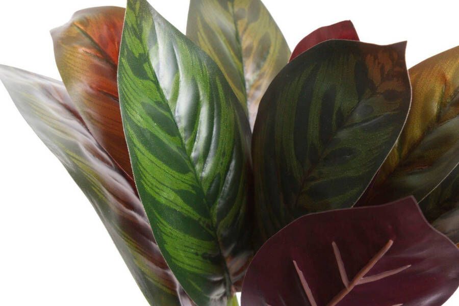 Botanic-Haus Kunst-potplanten Calathea (1 stuk)