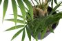 Botanic-Haus Kunst-potplanten Chamaedorea Palme (1 stuk) - Thumbnail 2
