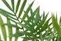 Botanic-Haus Kunst-potplanten Chamaedorea Palme (1 stuk) - Thumbnail 3