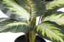 Botanic-Haus Kunst-potplanten Dieffenbachia (1 stuk) - Thumbnail 2