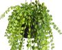 Merkloos Groene Ficus Pumila kunstplant 60 cm in hangende pot Kunstplanten nepplanten - Thumbnail 3