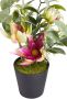 Botanic-Haus Kunst-potplanten Helleborus-arrangement in een zwarte kunststof pot (set 3 stuks) - Thumbnail 3