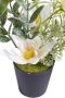 Botanic-Haus Kunst-potplanten Helleborus-arrangement in een zwarte kunststof pot (set 3 stuks) - Thumbnail 4