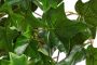 Botanic-Haus Kunst-potplanten Klimop-hangplant met 10 stelen (1 stuk) - Thumbnail 3