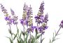 Botanic-Haus Kunst-potplanten Lavendel kruidenpotje (1 stuk) - Thumbnail 2