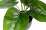 Botanic-Haus Kunst-potplanten Philodendron (1 stuk) - Thumbnail 2