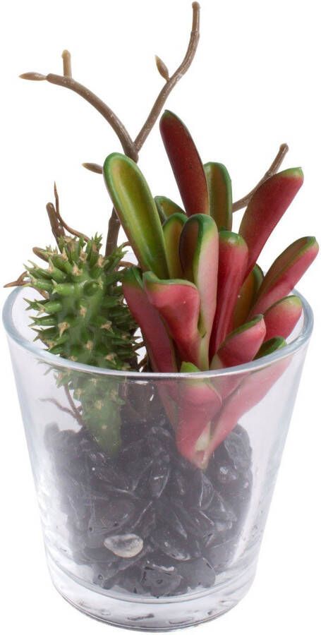 Botanic-Haus Kunst-potplanten Vetplanten arrangement in het glas (set 2 stuks)