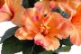 Botanic-Haus Kunstbloem Hibiscus in pot (1 stuk) - Thumbnail 2