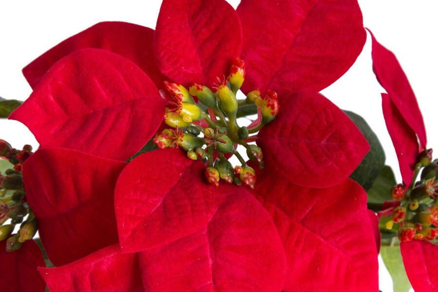 Botanic-Haus Kunstbloem Kerstster met 4 bloemen (1 stuk)