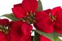 Botanic-Haus Kunstbloem Kerstster met 6 bloemen (1 stuk) - Thumbnail 2