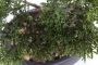 Merkloos Bonsai boompje Cedrus Atlantica Glauca kunstplant in kunststof pot 32 cm Kunstplanten - Thumbnail 3