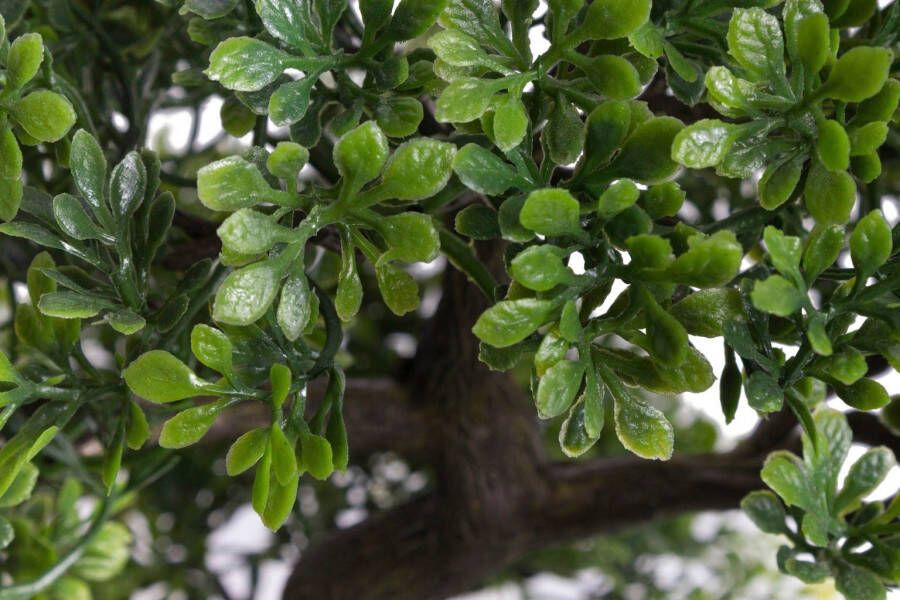 Botanic-Haus Kunstbonsai Ficus bonsai (1 stuk)