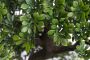 Merkloos Bonsai boompje Ficus Retusa kunstplant in kunststof pot 47 cm Kunstplanten - Thumbnail 2