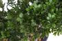 Botanic-Haus Kunstbonsai Ficus bonsai (1 stuk) - Thumbnail 3