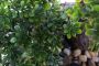 Shoppartners Kantoor kunstplant Bonsai boom in bruine pot 43 cm Kunstplanten - Thumbnail 3