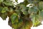Botanic-Haus Kunstkrans Krans van druivenbladeren (1 stuk) - Thumbnail 3