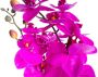 Nova Nature (Best) RT Phalaenopsis Bora x3 in pot 60cm fuchsia - Thumbnail 2