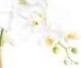 Nova Nature (Best) RT Phalaenopsis Bora x5 in pot 60cm white - Thumbnail 2