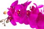 Botanic-Haus Kunstorchidee Orchidee Bora (1 stuk) - Thumbnail 2